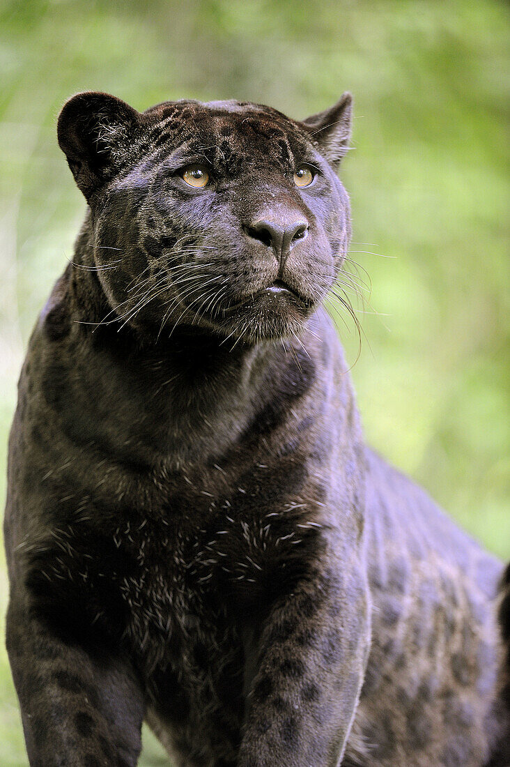 Jaguar female (Panthera onca), black melanic form, captive