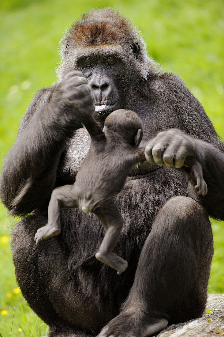 Western lowland gorilla mother holding baby (Gorilla gorilla gorilla) captive, IUCN Red list Critically endangered CR