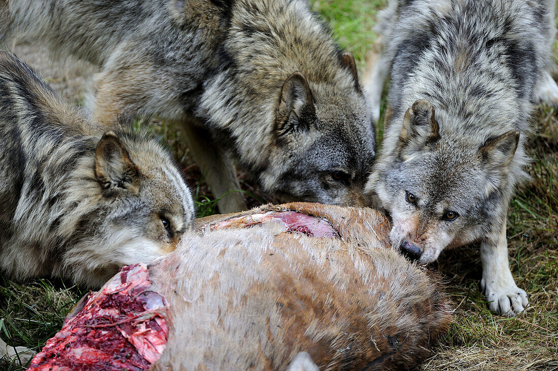 Pack of European wolves feeding on roe deer carcass (Canis lupus) Captive, France