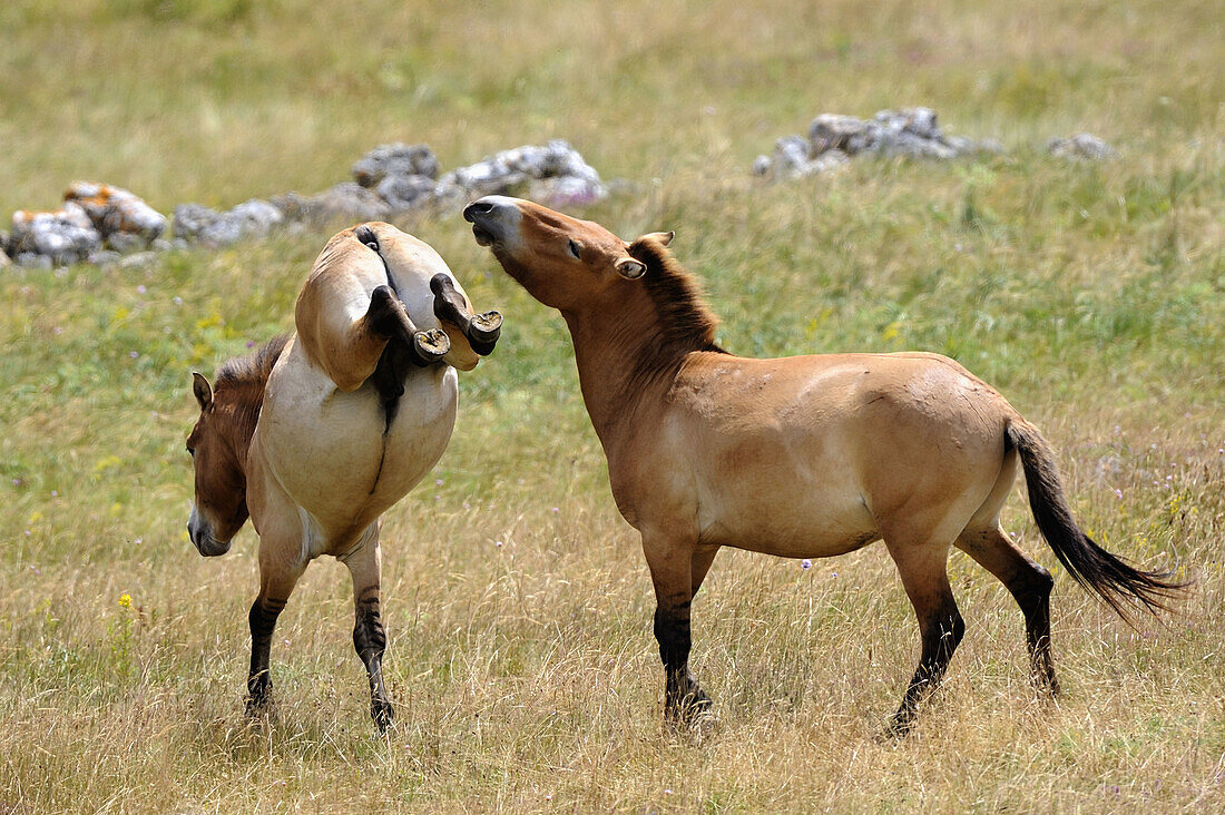 Semi wild Przewalski horses (Equus ferus przewalskii), two stallions fighting, Parc du Villaret, Causse Mejean, Lozere, France