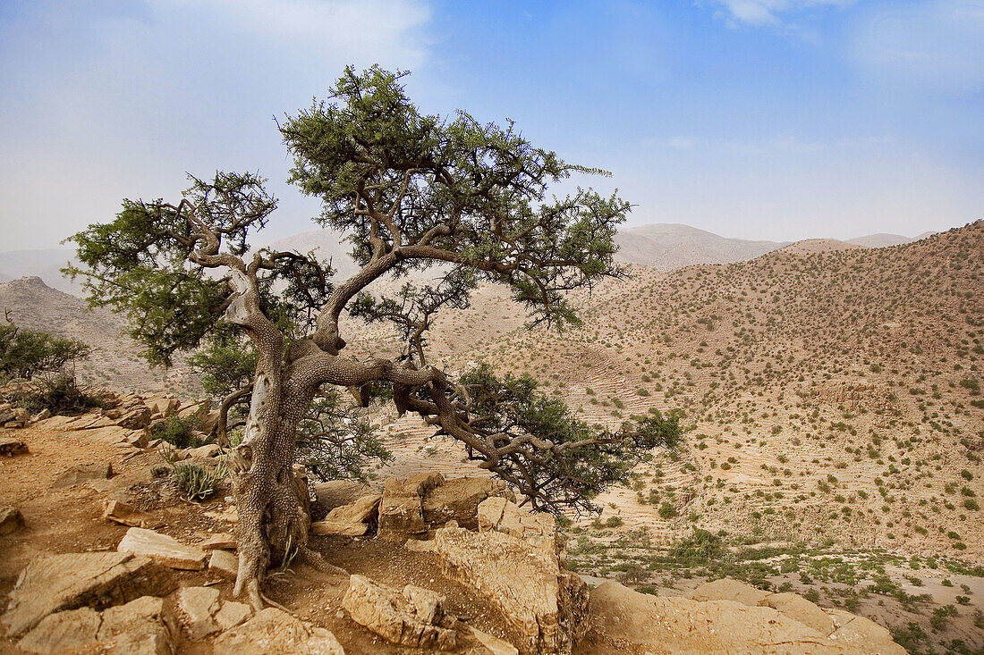 Morocco, southern Anti-Atlas mountains and argan