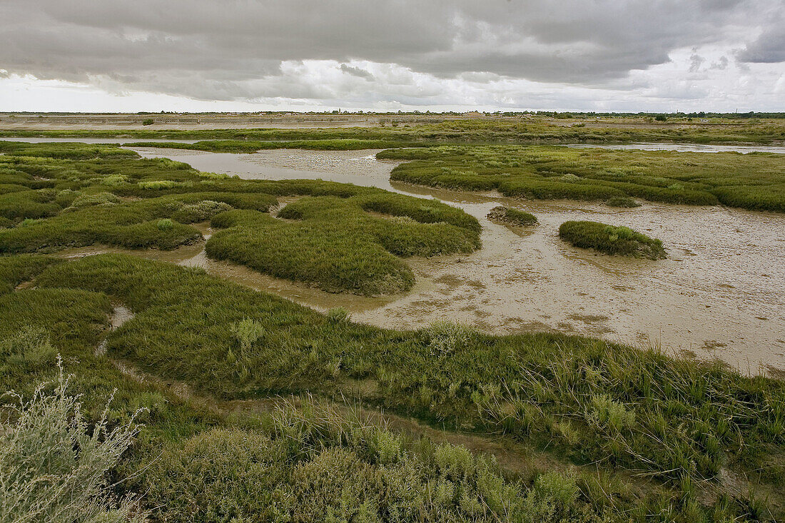 France, Charente, Isle de Ré, salt marshes: vegetation