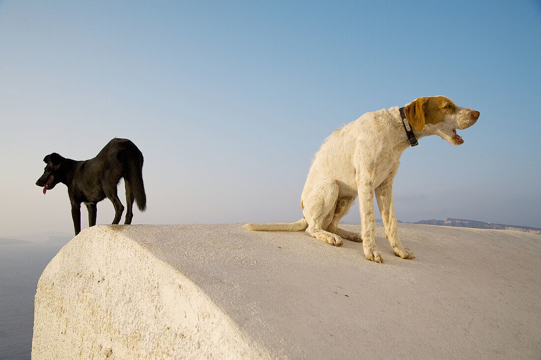 2 Dogs on roof, Oia, Santorin, Cyclades, Greece, Europe