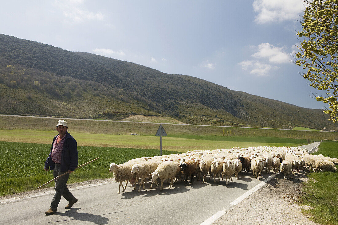 Shepherd near Santa Maria de Eunate. Navarra, Spain