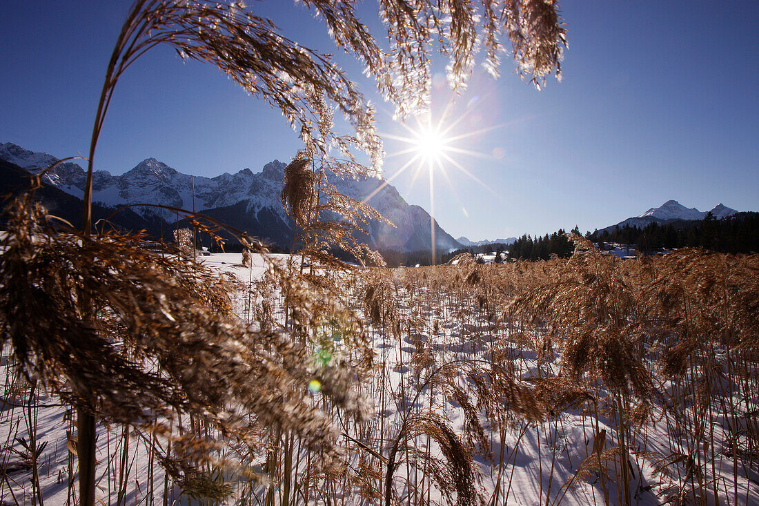 Trockene Gräser im Schnee, Karwendel im Hintergrund, bei Krün, Bayern, Deutschland