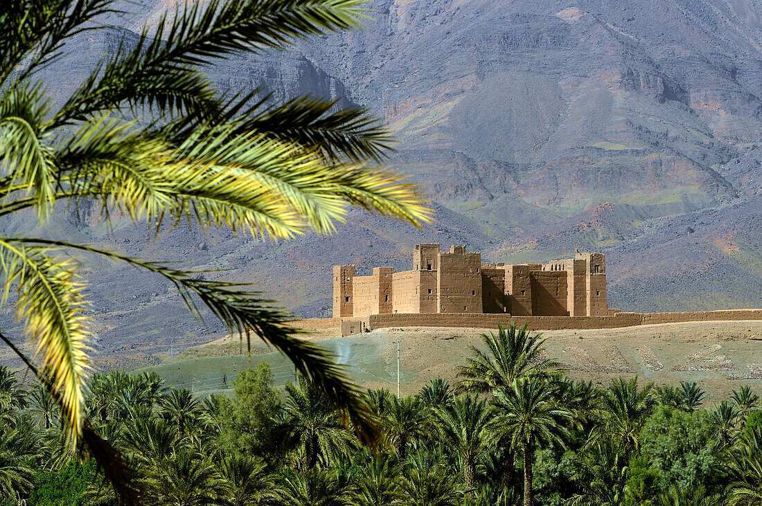 Kasbah Tamnougalt between palm trees and mountain side, Draa valley, South Morocco, Morocco, Africa