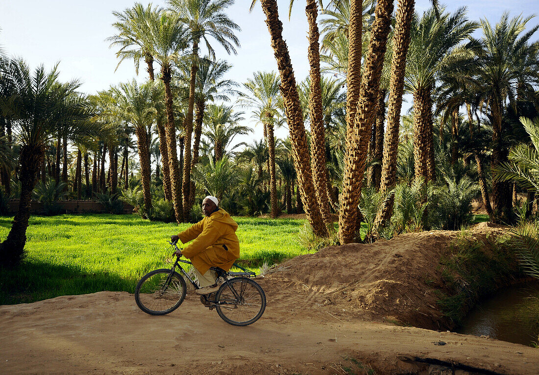 Ein Mann fährt mit dem Fahrrad durch den Amazrou Palmenhain, Zagora, Draa-Tal, Süd Marokko, Marokko, Afrika