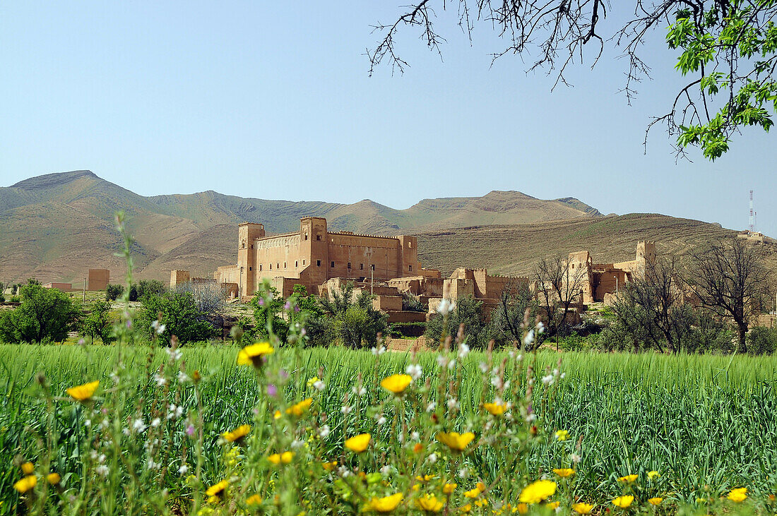 View over flower meadow at Kasbah between High and Anti-Atlas, Taliouine, South Morocco, Morocco, Africa