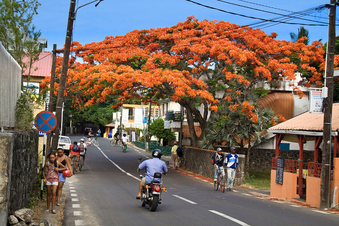 Grand Baie, Hauptstrasse, Menschen, Flammenbaum rot bluehend, Mauritius, Afrika