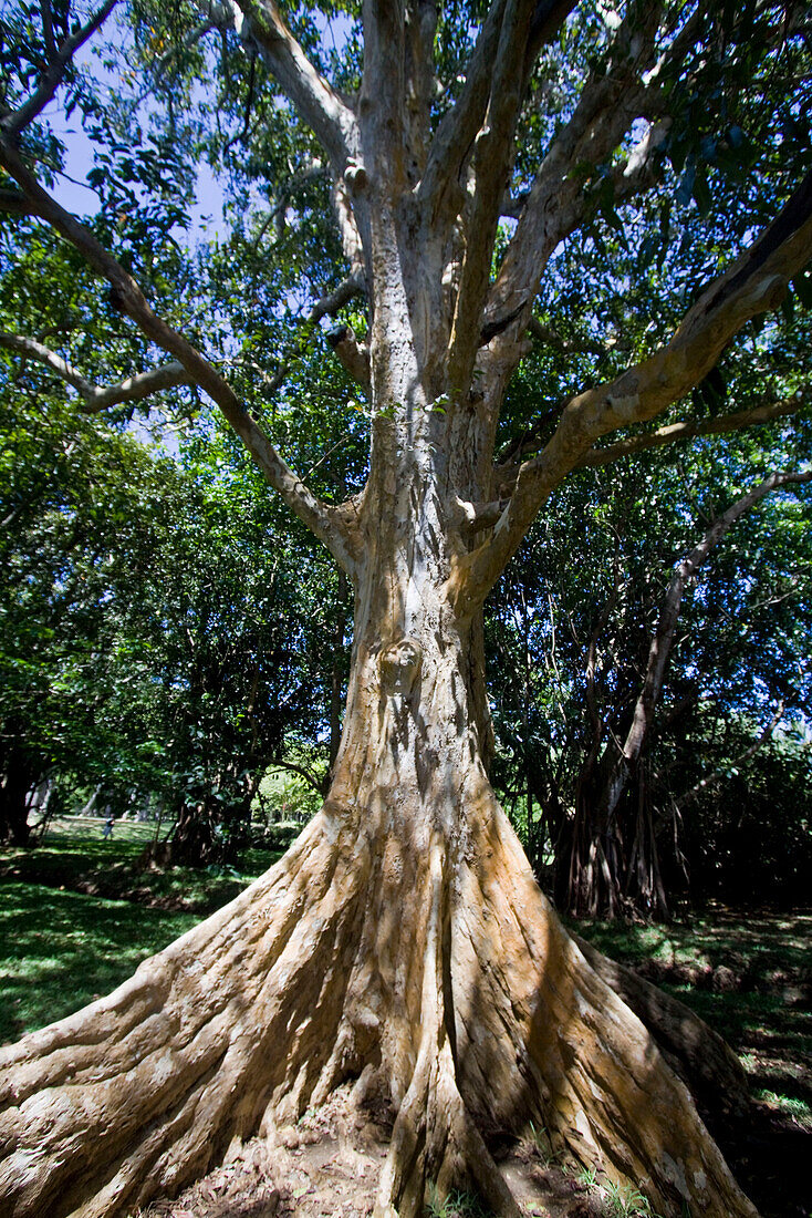 Baum im botanischen Garten von Pamplemousses, Mauritius, Afrika