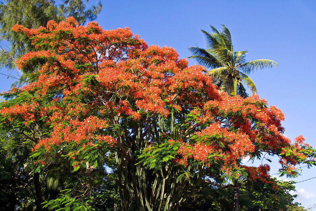 Flame Tree, Flamboyant, Royal Poinciana, nobody,  Mauritius, Africa