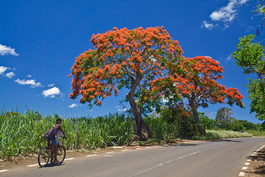 Flame Tree, Flamboyant, Royal Poinciana, sugar cane fields, 2 local people on bicycle,  Mauritius, Africa
