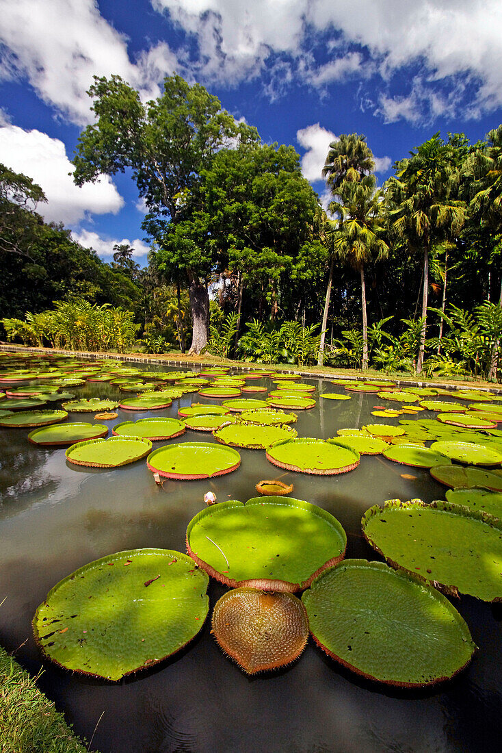 Pamplemousses Royal Botanical Garden , Giant Water lily tank, Mauritius, Africa