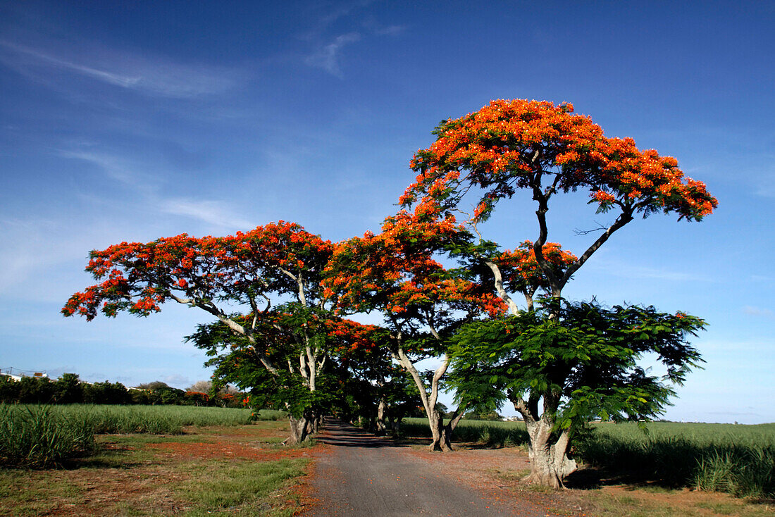 Flame Tree, Flamboyant, Royal Poinciana,lonely street, nobody,  Mauritius, Africa