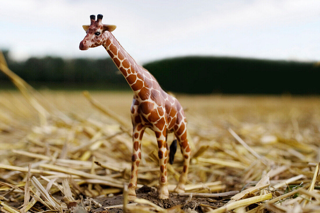 Toy giraffe standing on straw