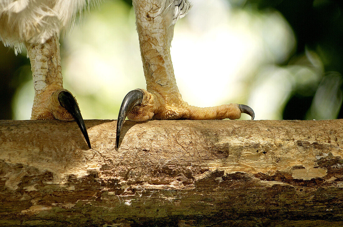 Harpy Eagle claw (Harpia harpyia), … – License image – 70241956 ❘ lookphotos