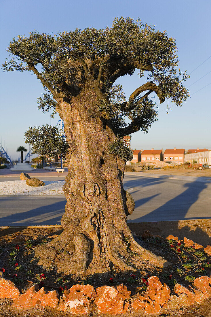 Spain. Aragon. Zaragoza. La Muela. One thousand years old olive tree