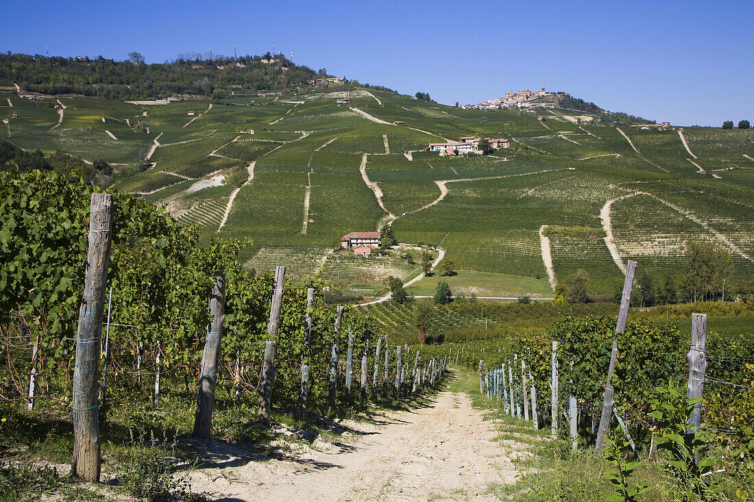 vineyards in Piedmont