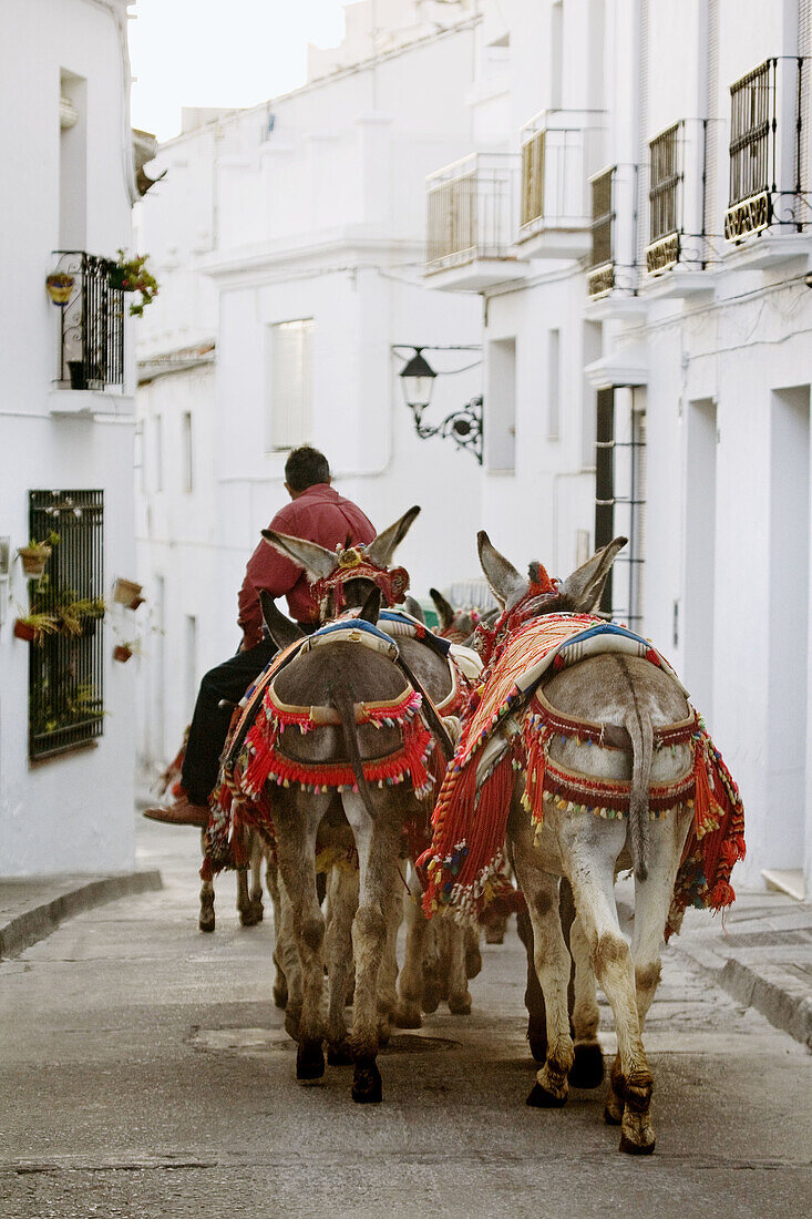 Burrotaxis donkeys, Mijas. Pueblos Blancos (white towns), Costa del Sol, Malaga province, Andalucia, Spain