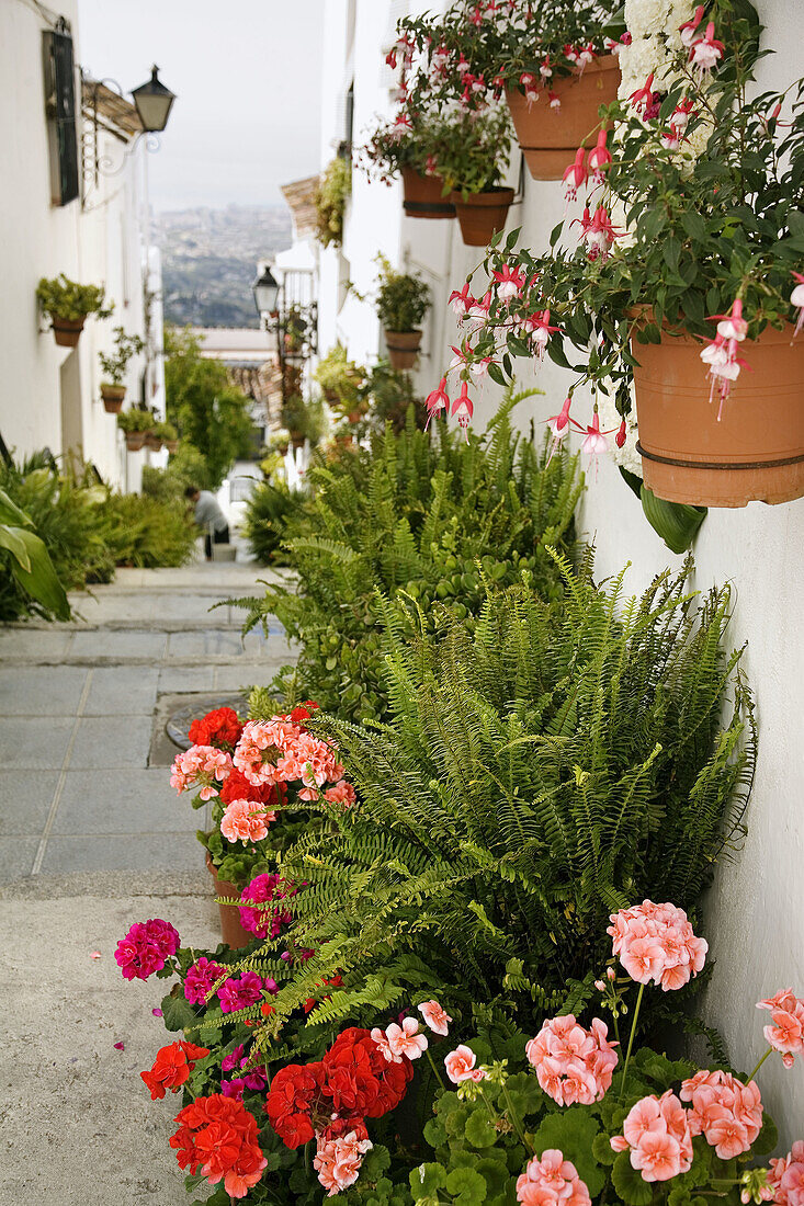 Flowers in street, Mijas. Pueblos Blancos (white towns), Costa del Sol, Malaga province, Andalucia, Spain