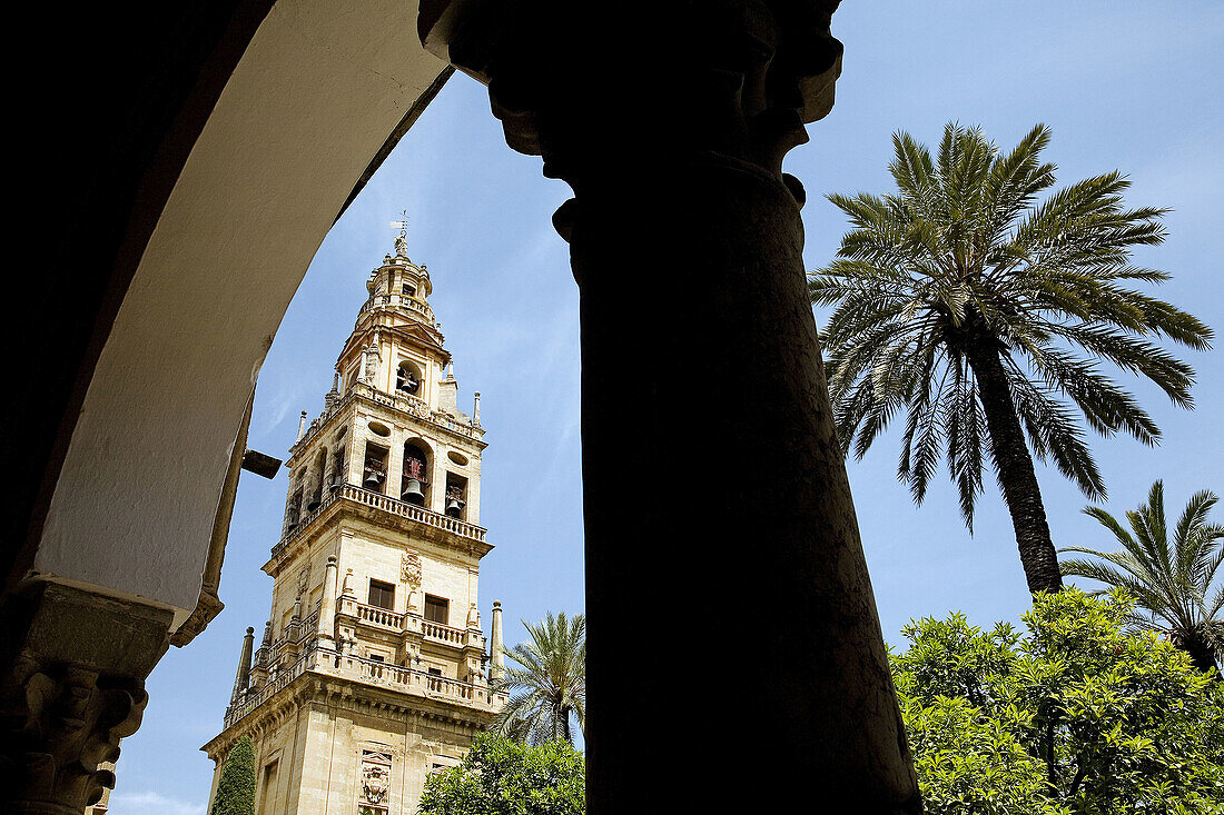 Patio de los Naranjos (orange tree courtyard) and minaret tower of the Great Mosque, Cordoba. Andalusia, Spain