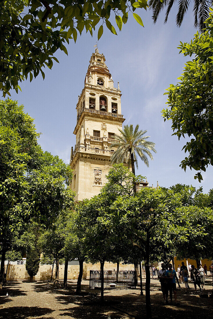 Patio de los Naranjos (orange tree courtyard) and minaret tower of the Great Mosque, Cordoba. Andalusia, Spain