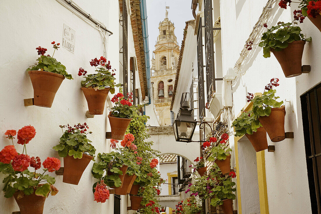 Calleja de las Flores and minaret tower of the Great Mosque in background, Cordoba. Andalusia, Spain