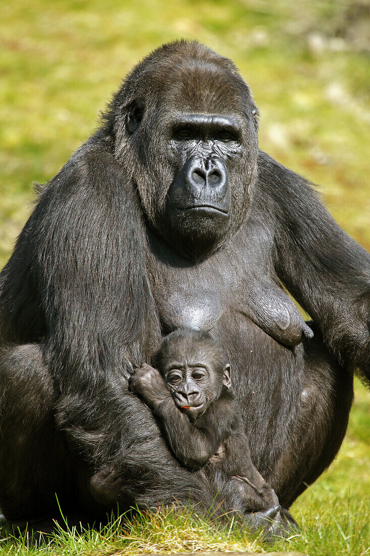 Lowland gorilla (Gorilla gorilla) with baby, captive in zoo. Netherlands