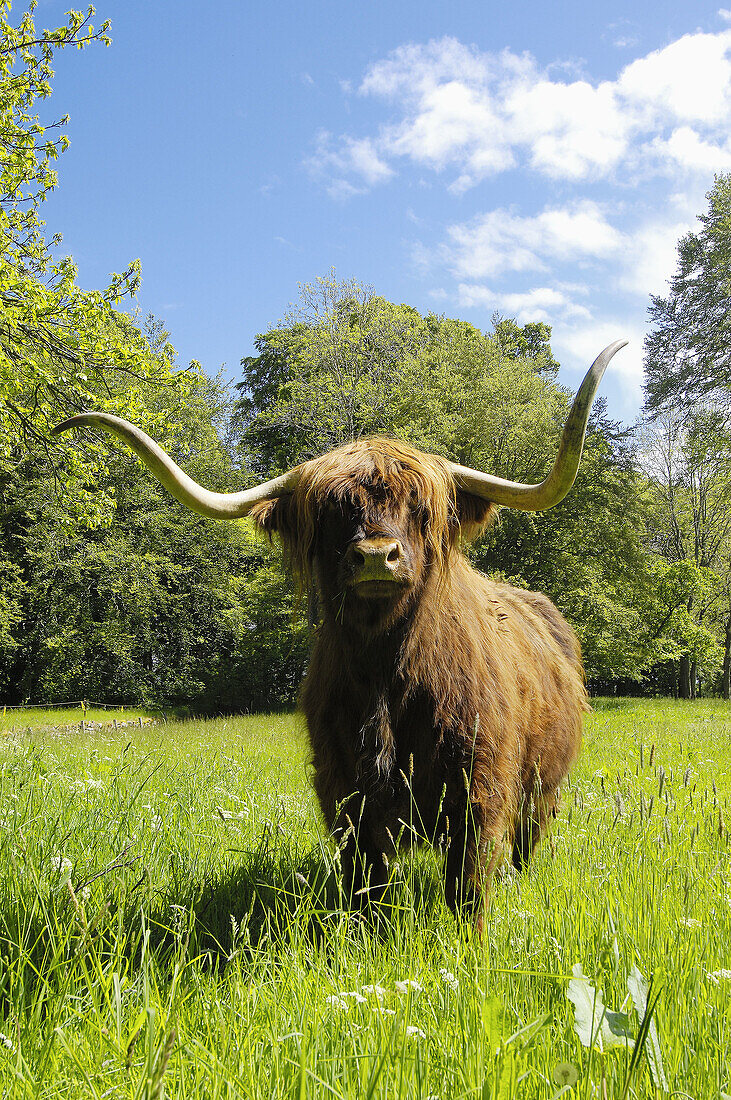 Scottish Highland cow at Brodie Castle. Moray, Grampian region, Scotland, UK