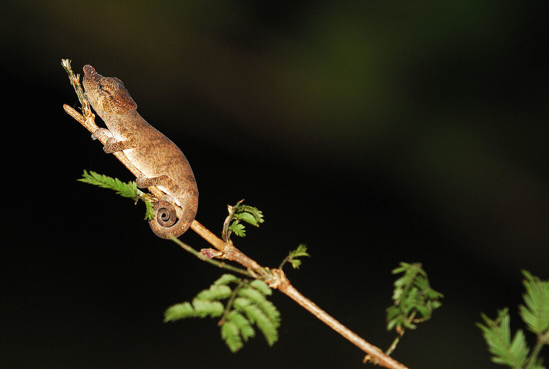 Calumma nasuta chameleon, N45-733390, agefotostock