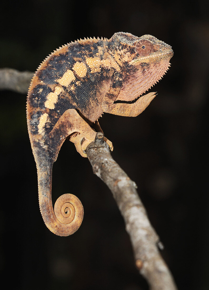 Panther Chameleon Female