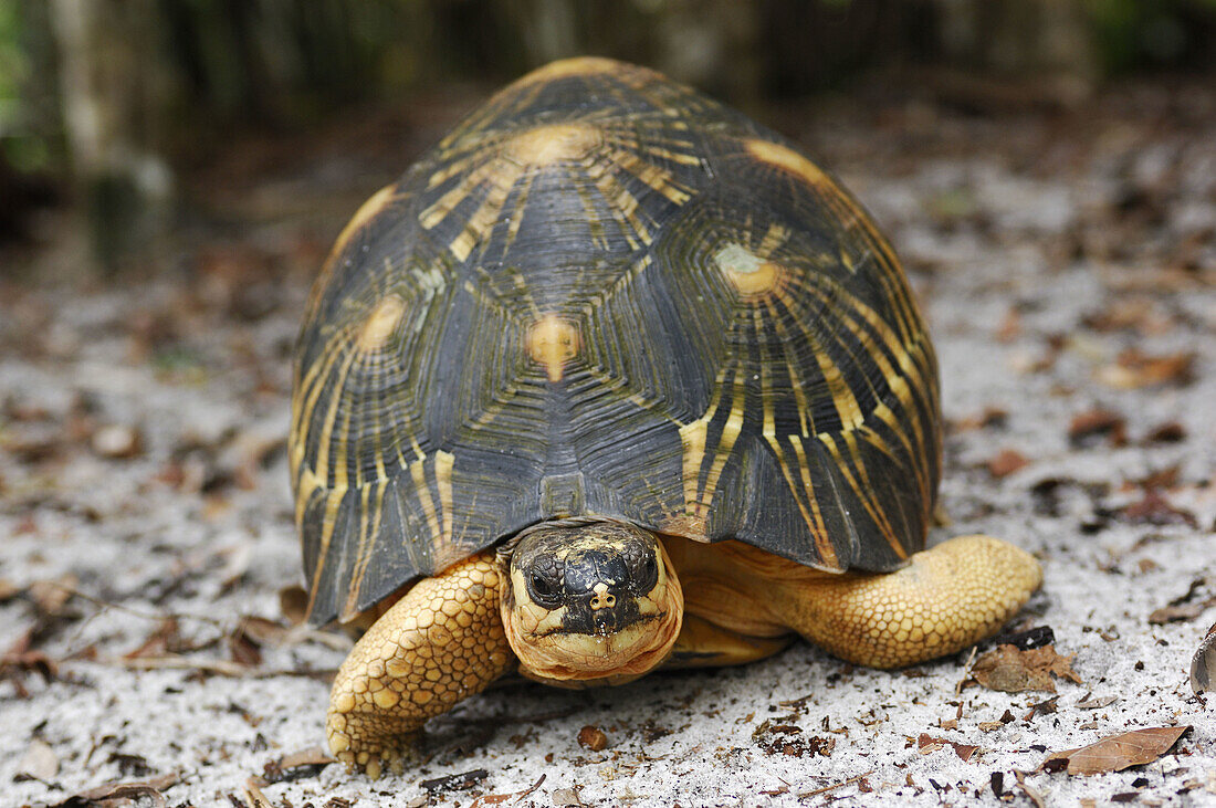 Star Tortoise