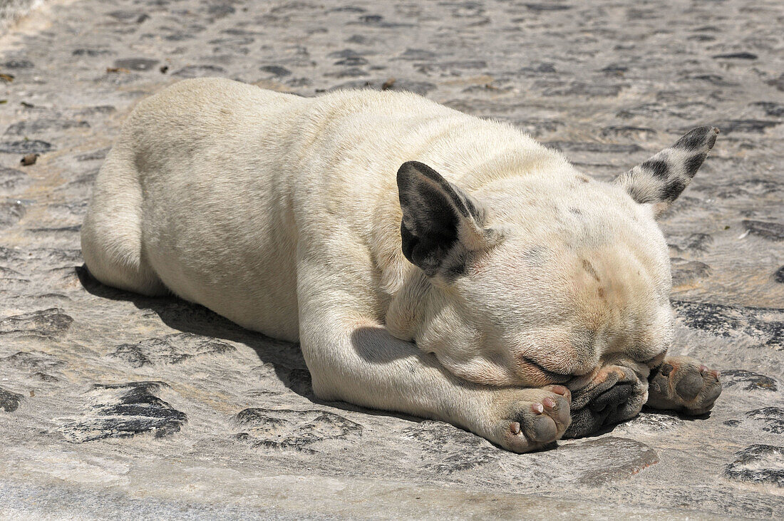 sleeping Dog (Pug)