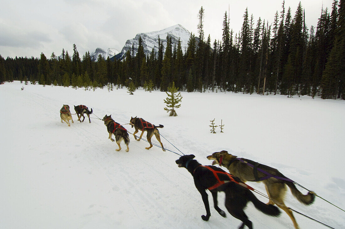 Dog sled tour with Kingmik Dogsled Tours along the Continental Divide, near Lake Louise, Alberta, Canada