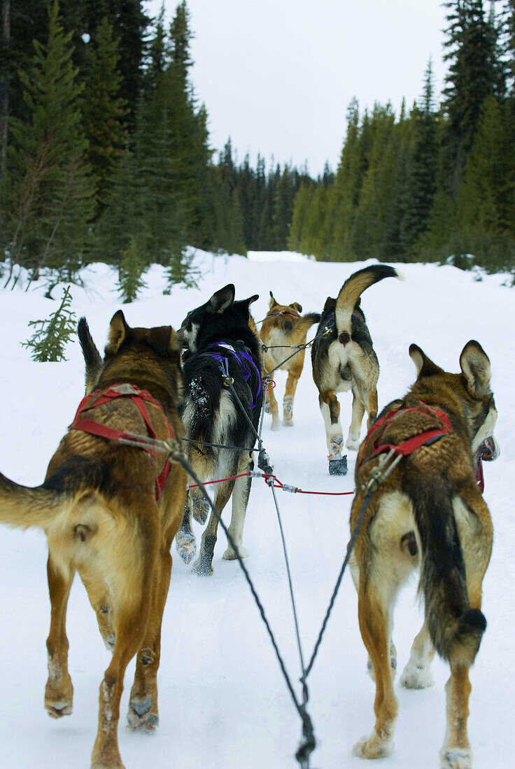 Dog sled tour with Kingmik Dogsled Tours along the Continental Divide, near Lake Louise, Alberta, Canada