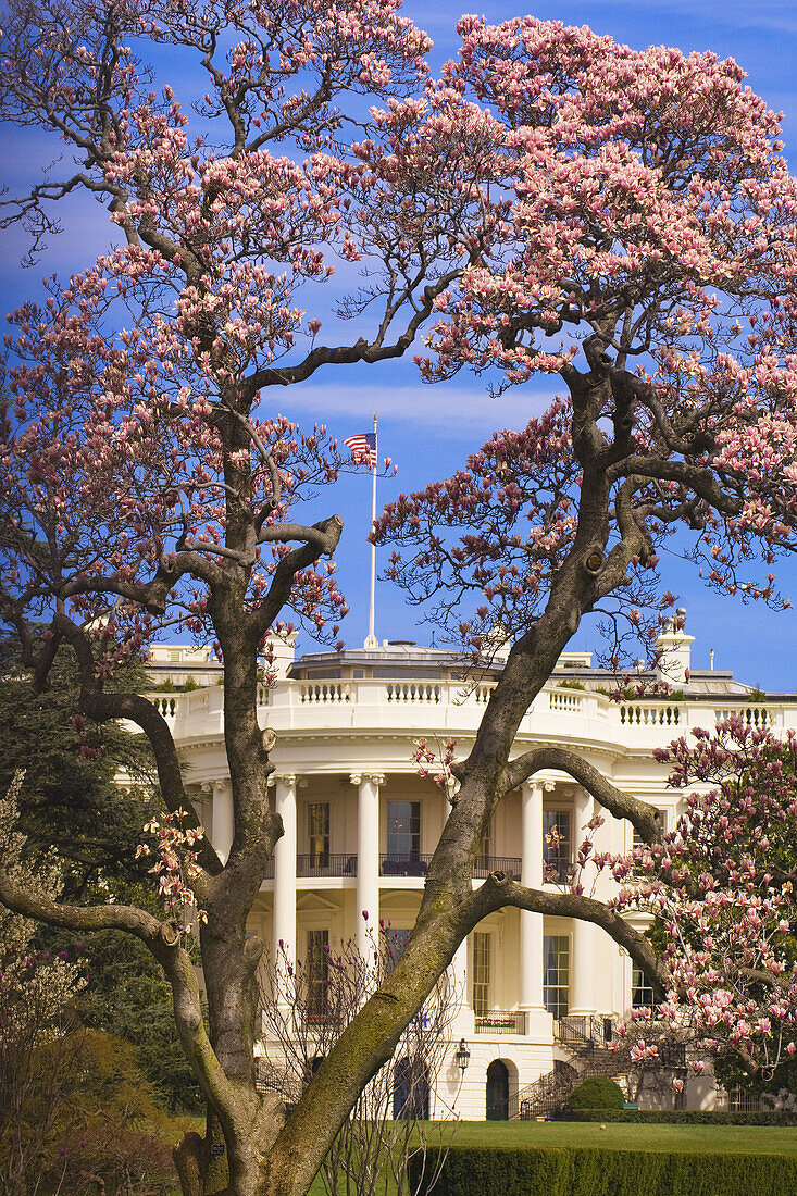 The White House framed by cherry blossoms, The South Lawn, Washington D C, U S A