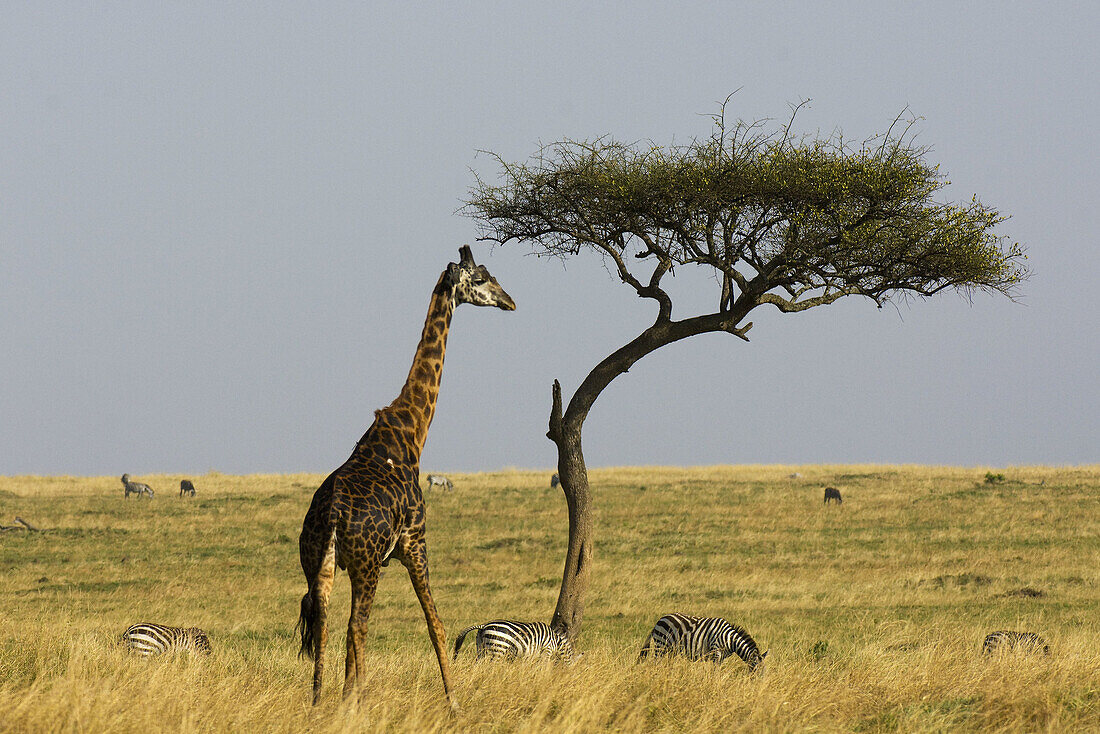 Giraffe and acacia tree, Masai Mara National Reserve, Kenya