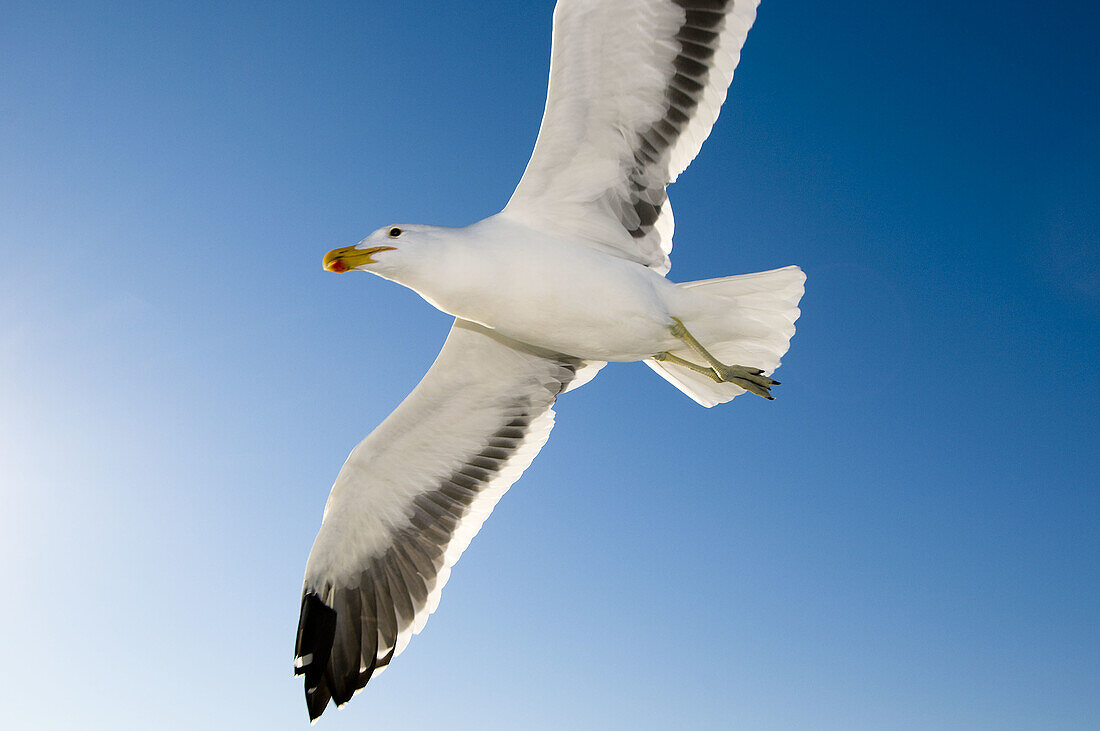 Seagull, Walvis Bay, Swakopmund, Atlantic Ocean off of the Namib Desert coastline, Namibia