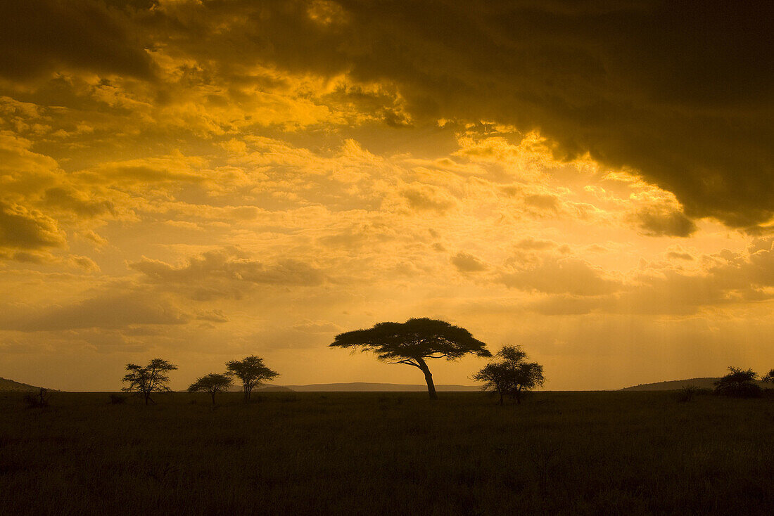 An acacia tree at sunset, Serengeti National Park, Tanzania