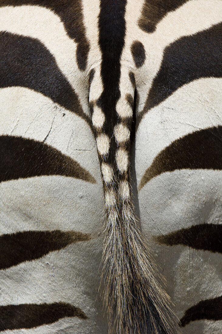 A zebras rear, Ngorongoro Crater, Ngorongoro Conservation Area, Tanzania
