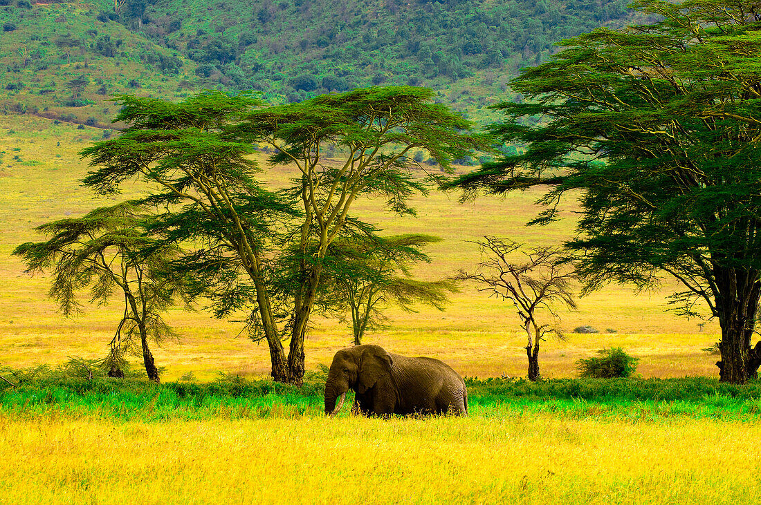 African Elephant, Ngorongoro Crater, Ngorongoro Conservation Area, Tanzania