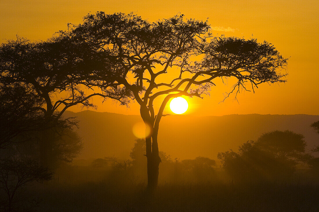The sun setting behind an acacia tree, Tarangire National Park, Tanzania