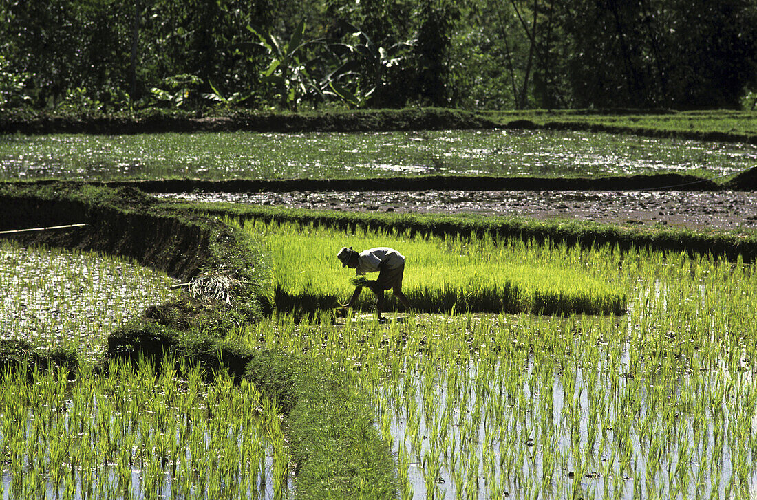 Rice field. Tana Toraja land, Sulawesi, Indonesia