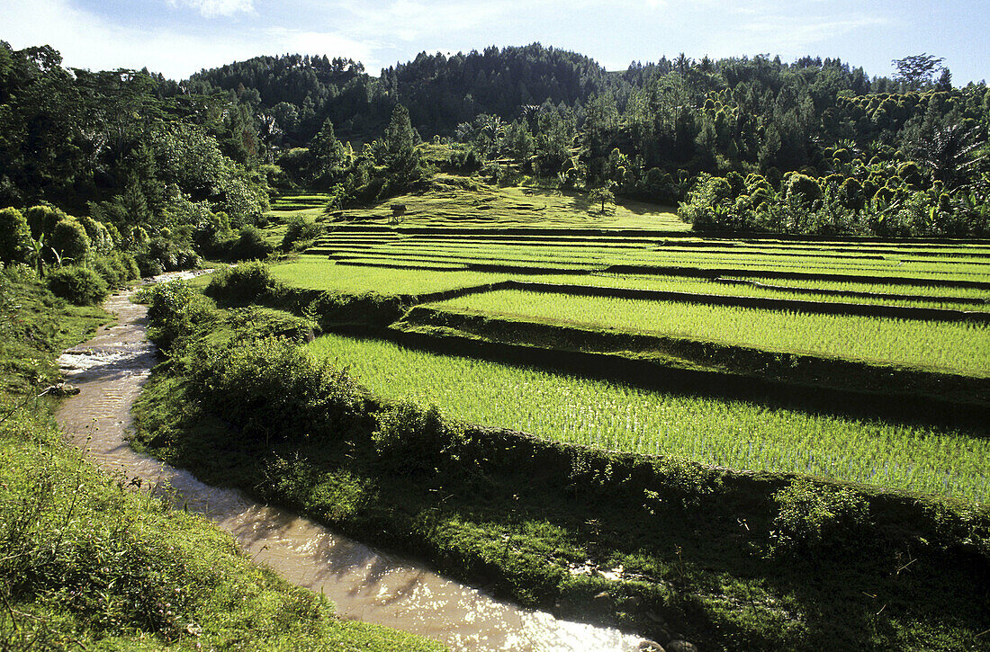Rice field. Tana Toraja land, Sulawesi, Indonesia