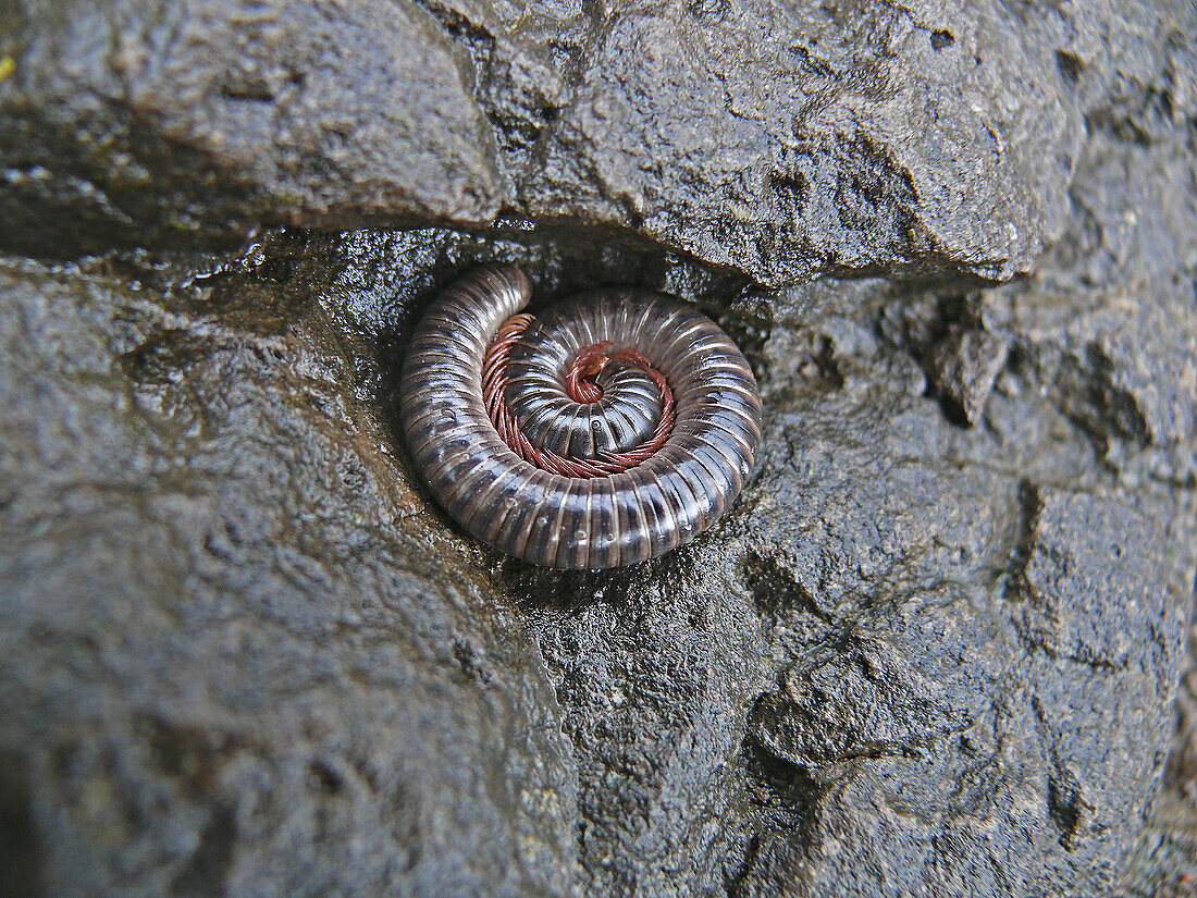 Millipedes  When alarmed, most millipedes coil up in an attempt to protect themselves, found during monsoon, almost in a group  Maharashtra, India