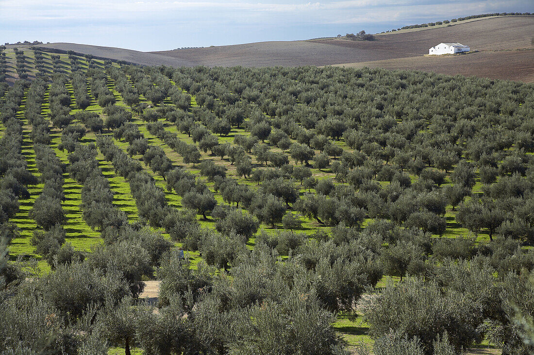 Olive grove. Cordoba province, Andalucia, Spain