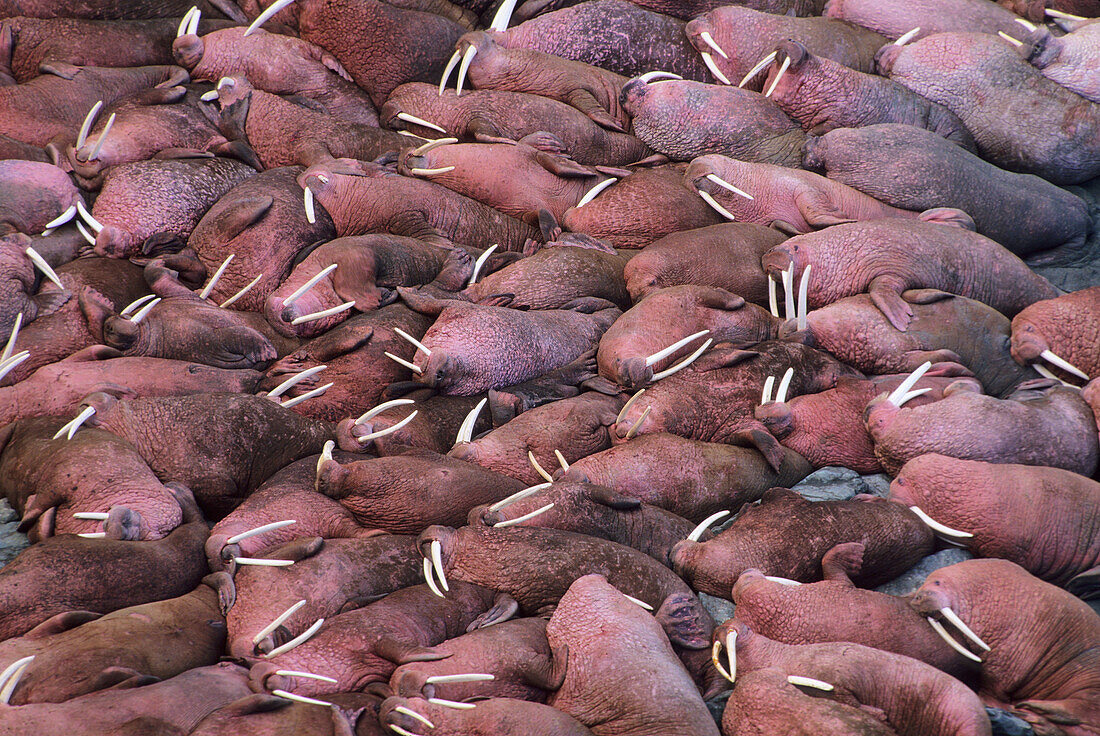 Walruse on the beach in Western Alaska