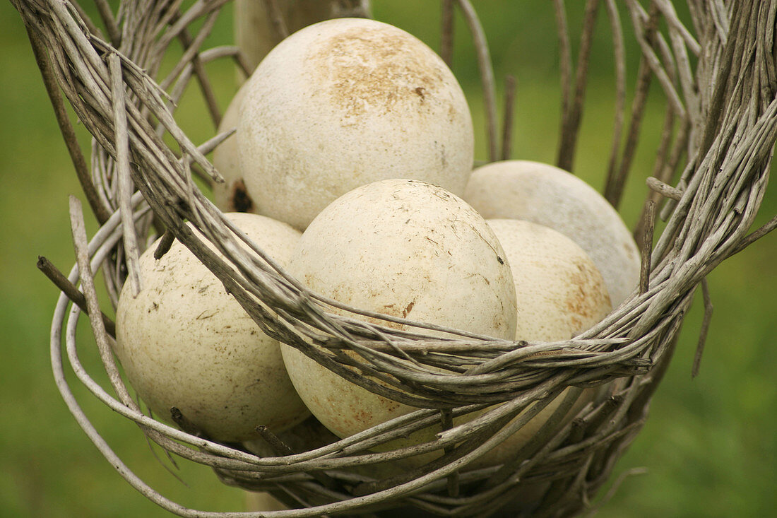 Basket with ostrich eggs