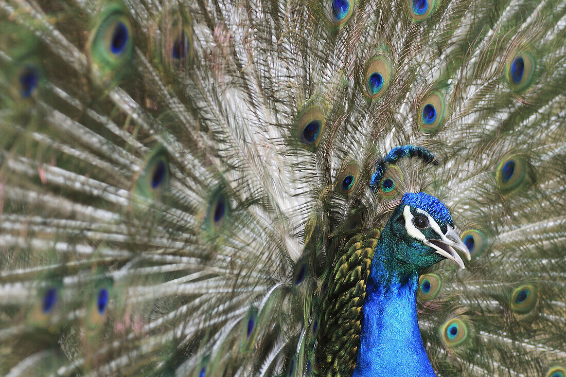 Peacock bird displaying plumage