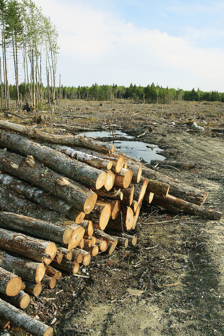 Forestry clear cut in Canada
